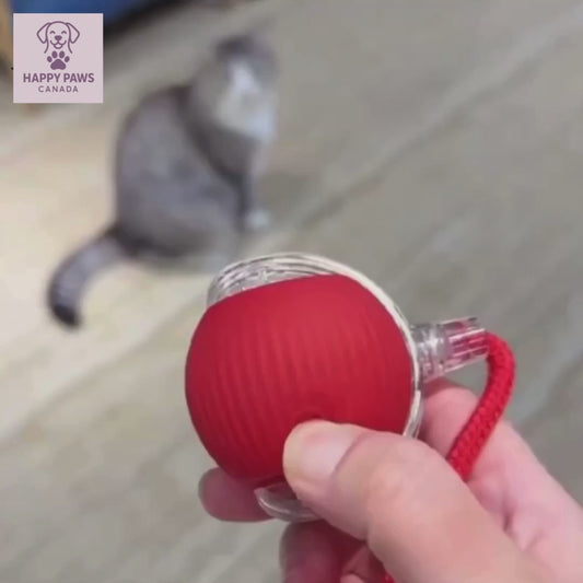 TailChaser Ball – Auto-Rolling Smart Cat Toy with Lights